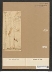 Climacosphenia maxima Rabh. (de-Toni-Nr.: Genus 87, Species 2985) Zeichnungen Sammlung Grunow Nr. 6091 (NHMW-BOT-W0374612)